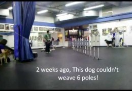 Proofing Dog Agility Weave Poles with Squeaky Toys