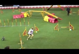 2016 AWC Dog Agility Runs That Leave You Speechless