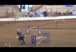 Challenging Dog Agility at It’s Best