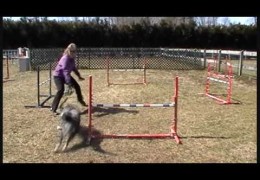 Some Fun and Challenging Dog Agility Handling Drills