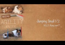 Raichu is an Amazing Agility Shetland Sheepdog