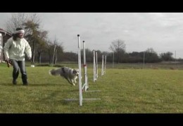 Learning Dog Agility’s Serpentine, Out, and Threadle