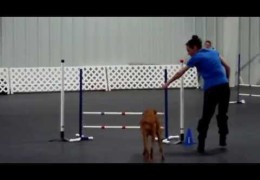 Another Great Pharaoh Hound Excelling in Dog Agility