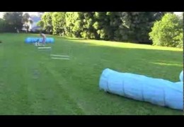 Teaching Dog Agility Serpentine Without Pressure