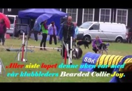 Schapendoes & Bearded Collie Running Dog Agility