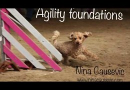 Amazing Dog Agility Motivation and Speed