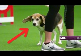 Mia’s Brilliant but Comical Dog Agility Run