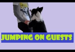 No Jumping Up Manners for Your Agility Dog