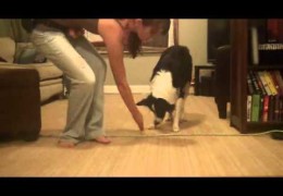Teach Your Dog Boundaries With Positive Reinforcement