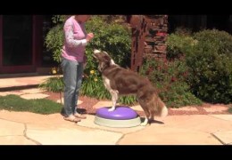 Building Core Strength in Your Agility Dog