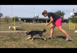 Tic Learning Dog Agility Running Contacts