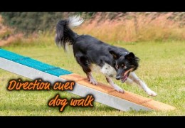 Amazing Directional Cues After Running Dogwalk