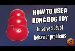 Easy Ways to Use Your Agility Dogs Kong Effectively