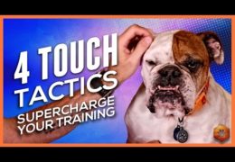 4 Touch Tactics to Motivate Your Agility Dog
