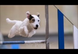 Parson Russel Terrier Eats up Dog Agility