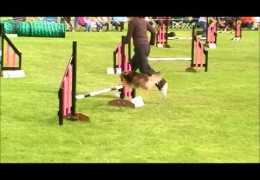 Circular Knockout at Crufts with Buzz