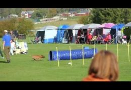 These Staffordshire Bull Terrier Love Dog Agility