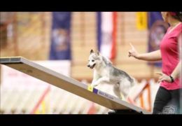 Kaiser First Klee Kai to Attend the AKC National Agility Championship