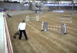 Galgo and Dog Agility can be Done