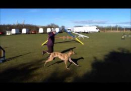 Grace is one Talented Galgo in Dog Agility