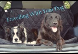 Help Making Travel with your Dog Safe and Enjoyable