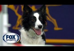 Fame Brings Home the 2018 Masters Agility Championship