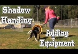 Advancing Your Dog Agility Shadow Handling
