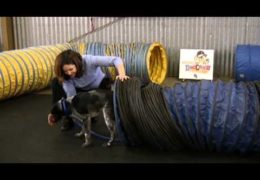 Great Tips on Starting the Dog Agility Tunnel
