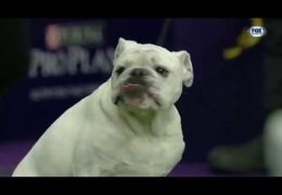 Best of 2019 WKC Masters Agility Championship