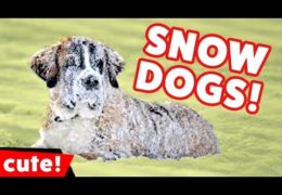 Dogs Playing in Snow