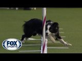 Best of 2020 Westminster Agility