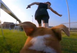 Agility Dog’s View