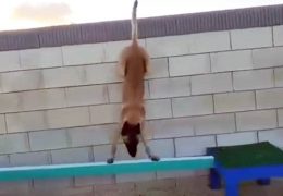 Mission Impossible Dog