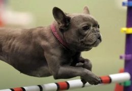 Agility Finals: Behind the Scenes